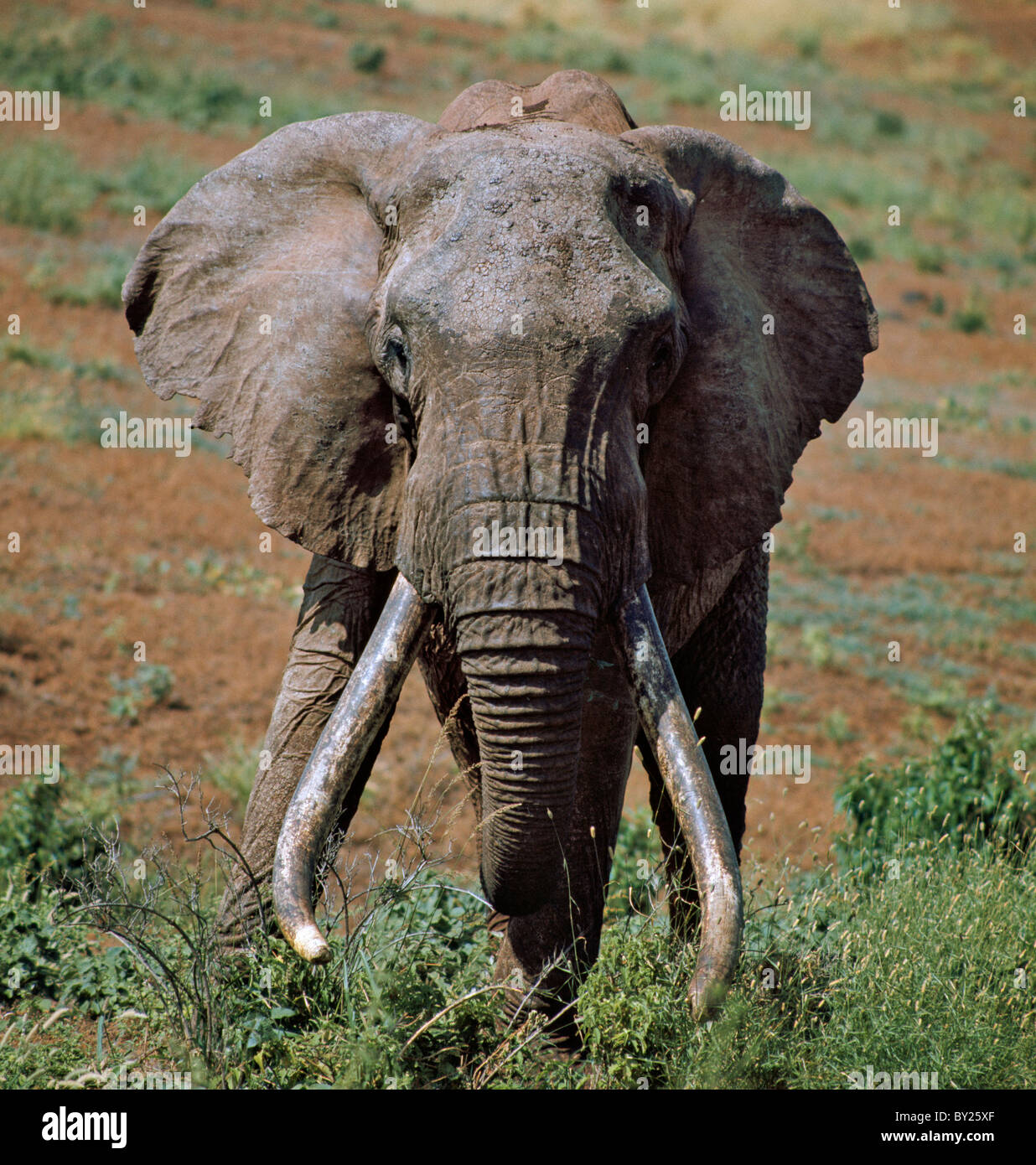 Un bell old bull elephant con pesanti zanne sulla montagna di Marsabit. Fino a trenta anni fa, Marsabit era celebre per gli elefanti con Foto Stock