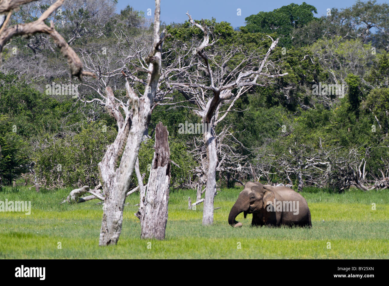 Elefanti a Buttawa Wewa lake in Yala NP, Sri Lanka durante la stagione umida. Foto Stock