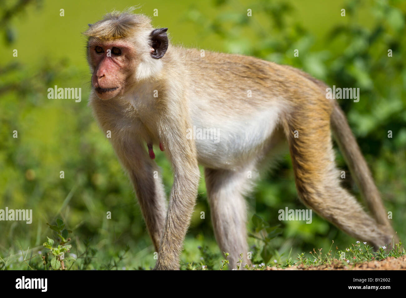 Toque Macaque (Macaca sinica sinica) in Sri Lanka zona asciutta. Foto Stock
