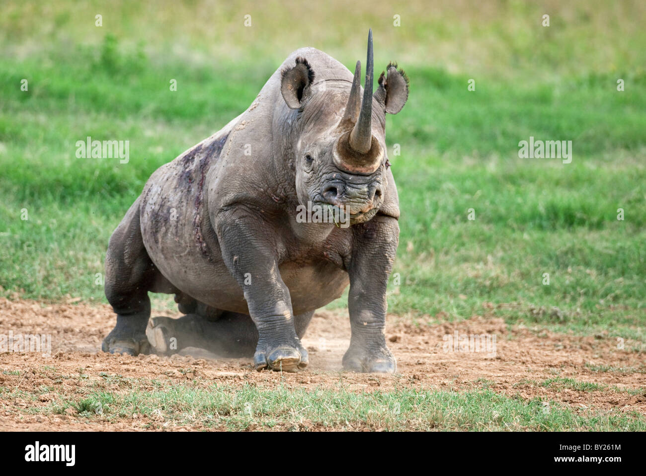 Un rinoceronte nero arrivare ai suoi piedi dopo la laminazione in polvere per mantenere vola lontano dalle sue piaghe. Mweiga, Solio, Kenya Foto Stock