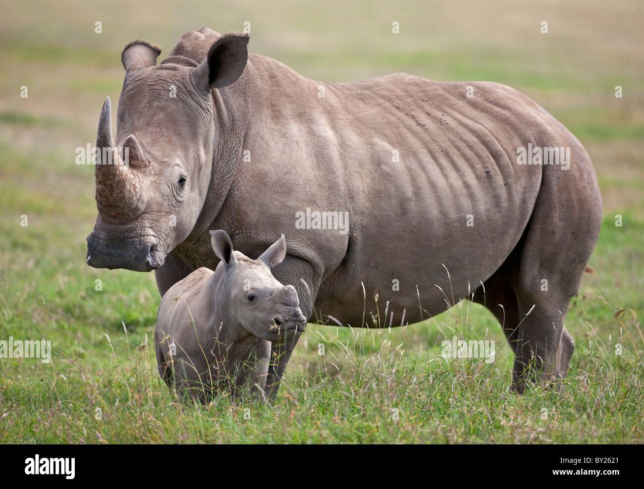Una femmina di rinoceronte bianco con il suo vitello. Mweiga, Solio, Kenya Foto Stock