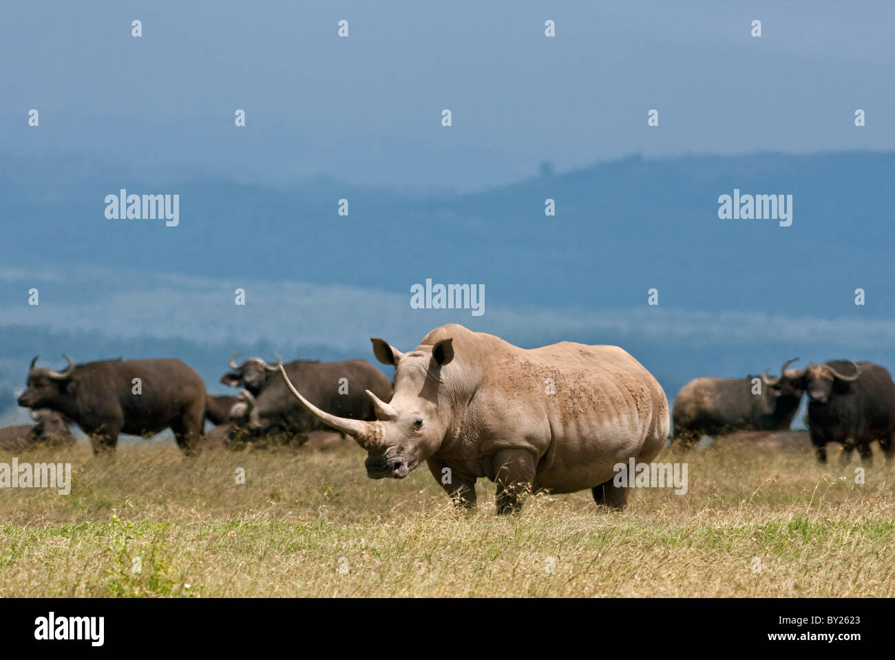 Un rinoceronte bianco con un molto lungo il pascolo avvisatore acustico con una mandria di bufali. Mweiga, Solio, Kenya Foto Stock