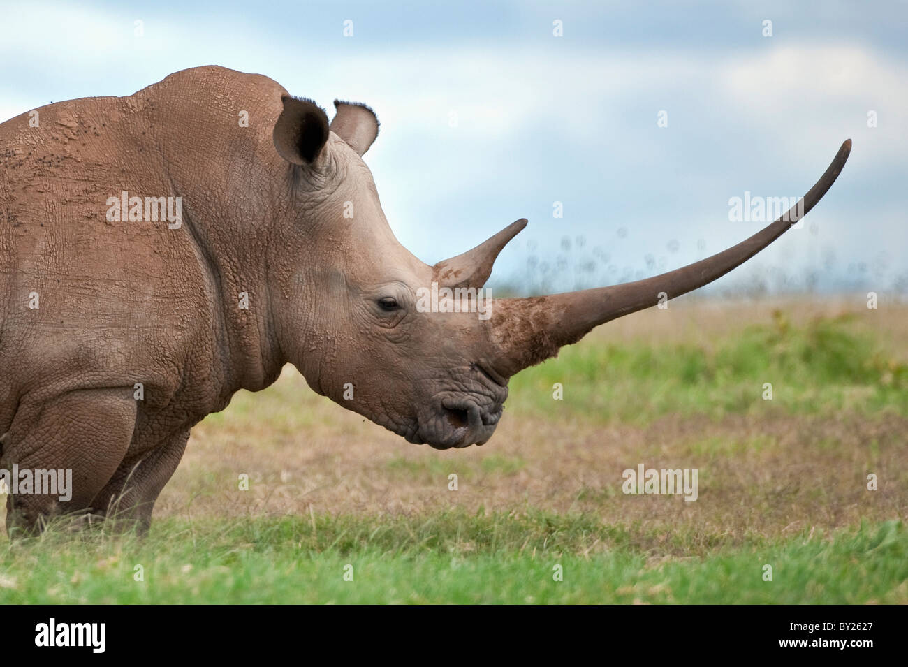 Un rinoceronte bianco con un lungo il clacson. Mweiga, Solio, Kenya Foto Stock