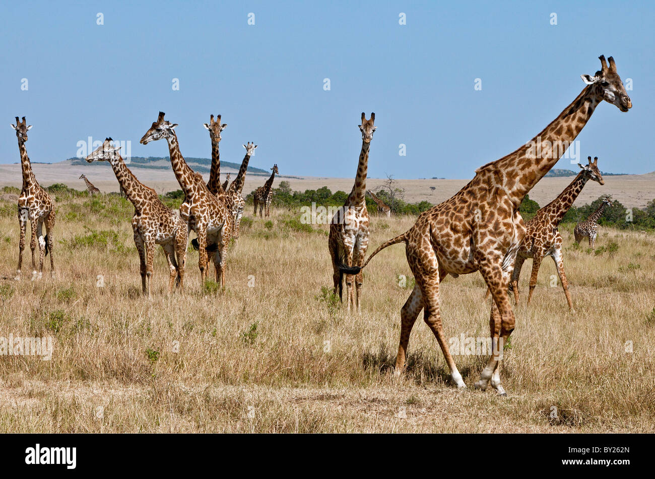 Una mandria di Maasai giraffe sulle pianure del Masai Mara riserva nazionale. Foto Stock