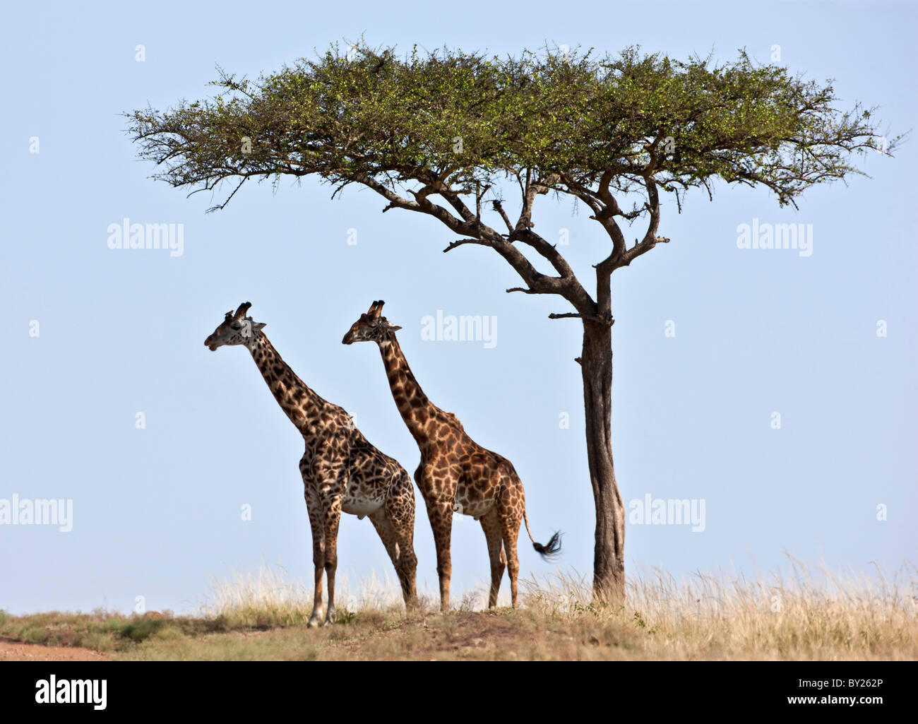 Due giraffe Maasai stessi ombra sotto un albero Balanites sulle pianure del Masai Mara riserva nazionale. Foto Stock