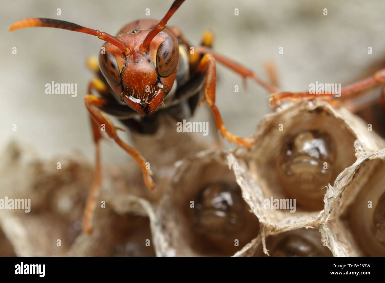 Red wasp sopra il nido proteggendo le uova in sviluppo Foto Stock