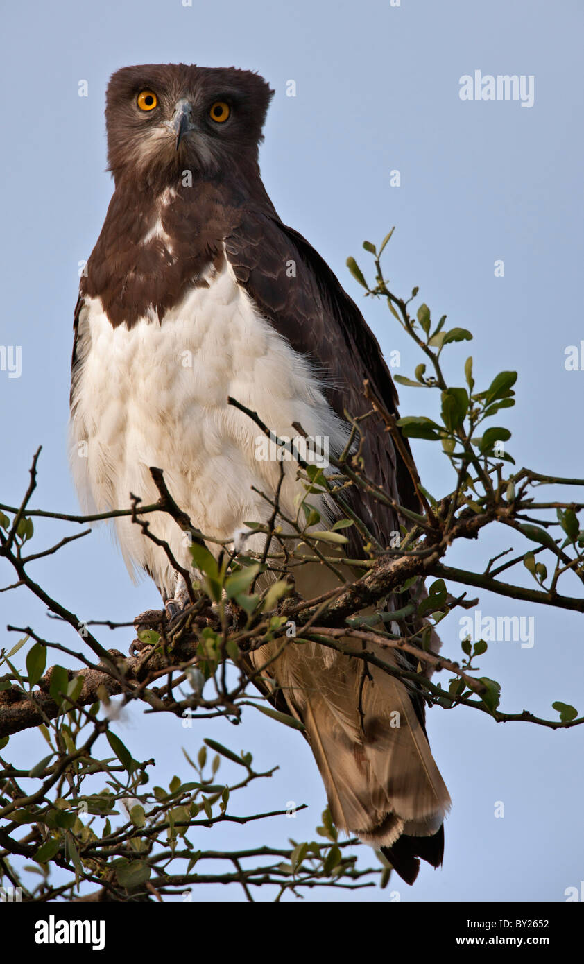 Un serpente Black-Chested Eagle appollaiate su un albero Balanites sul mara pianure. Foto Stock