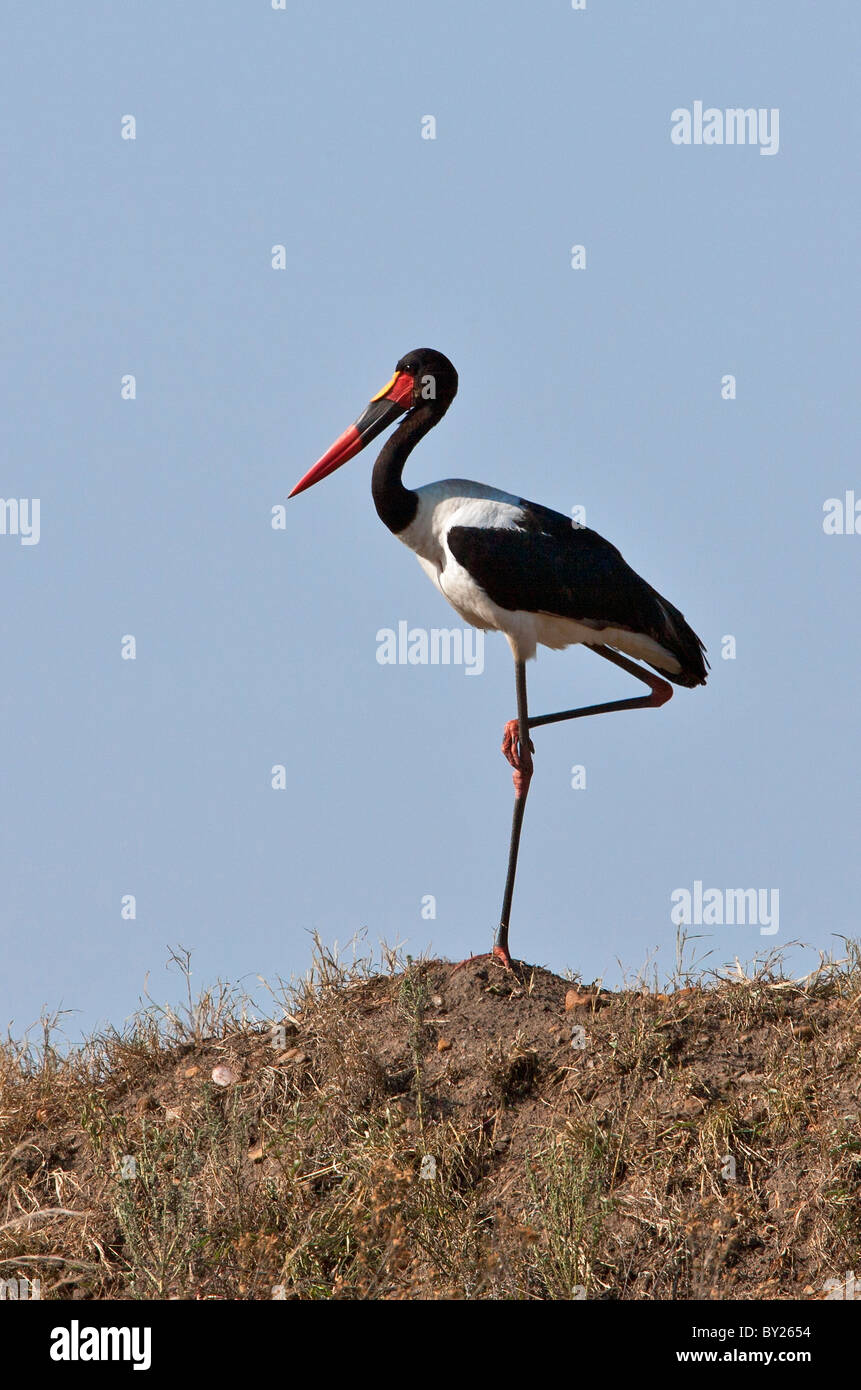 Una spettacolare Saddle-Billed maschio di cicogna in piedi su una gamba sul mara pianure. Masai-Mara Riserva nazionale Foto Stock