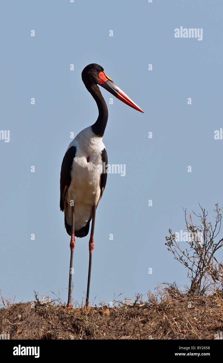 Una spettacolare Saddle-Billed maschio Stork sul mara pianure. Masai-Mara Riserva nazionale Foto Stock