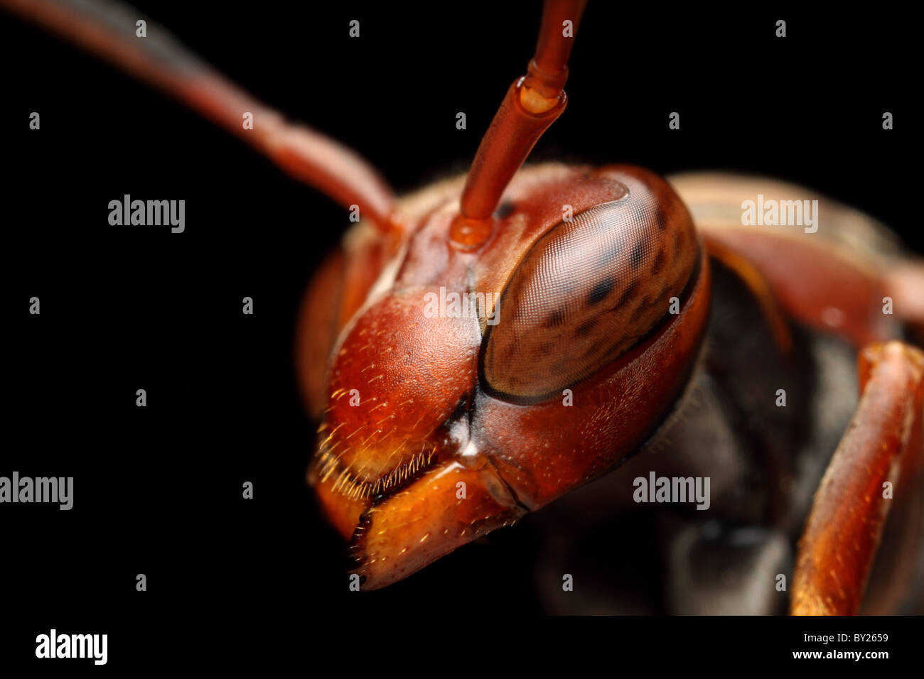 Ritratto di un rosso wasp con ingrandimento di 3 x Foto Stock