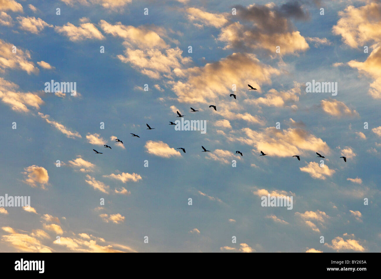 Un volo di ibis lucido a sunrise. Masai Mara riserva nazionale Foto Stock