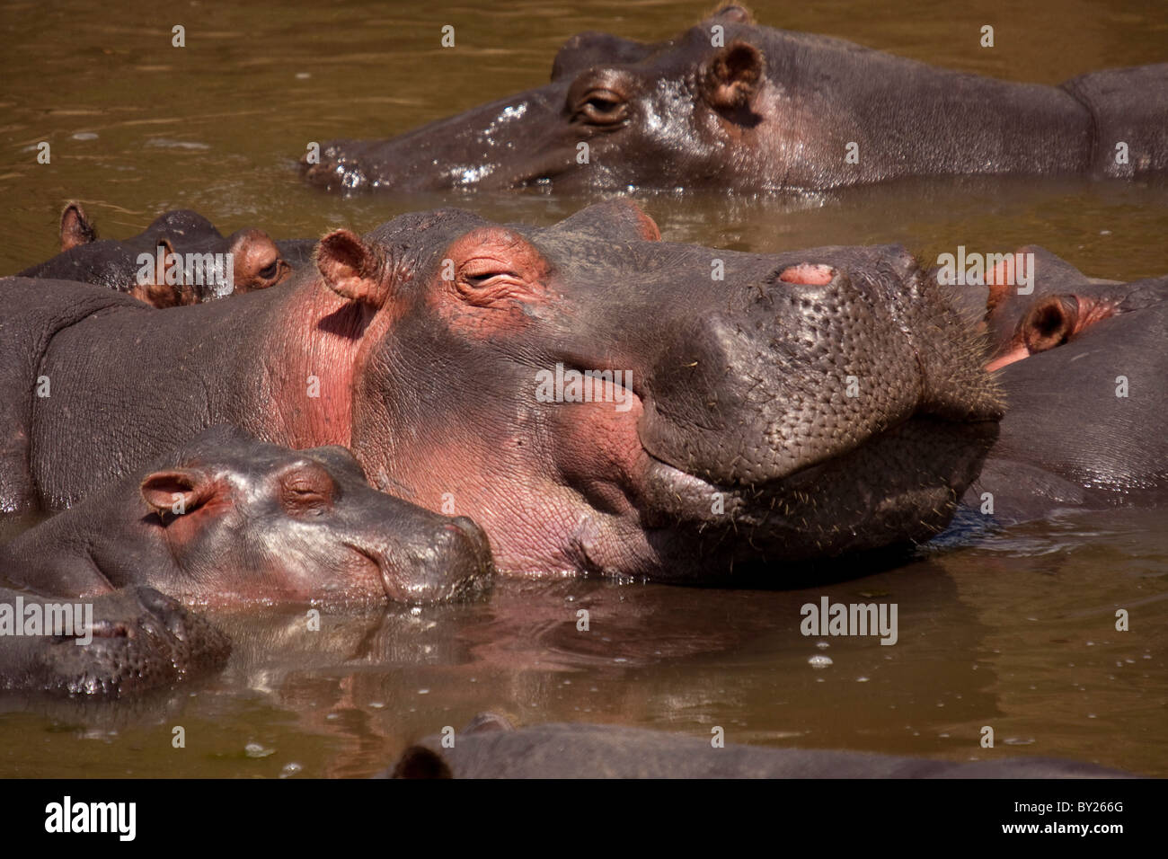 Kenia Masai Mara. Una madre ippopotamo e il suo vitello rinfrescarsi nel fiume di Mara. Foto Stock