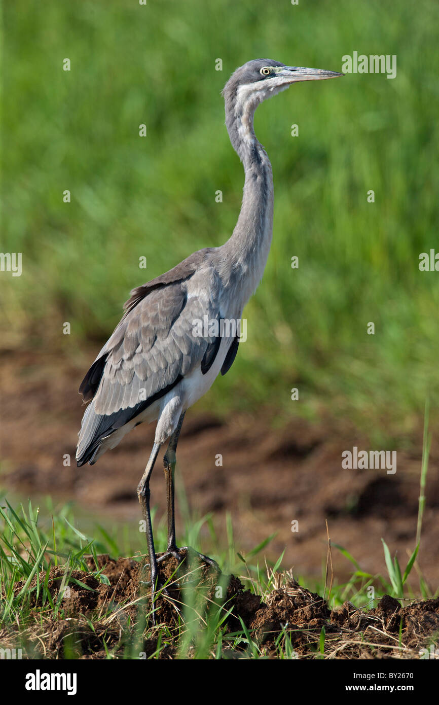 Un immaturo a testa nera Heron al Yala Swamp. Foto Stock