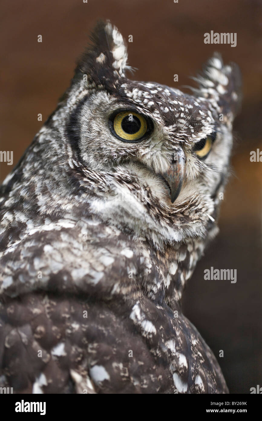 Un macchiato Eagle-Owl, un forte costruito owl con prominenti ciuffi auricolari. Foto Stock