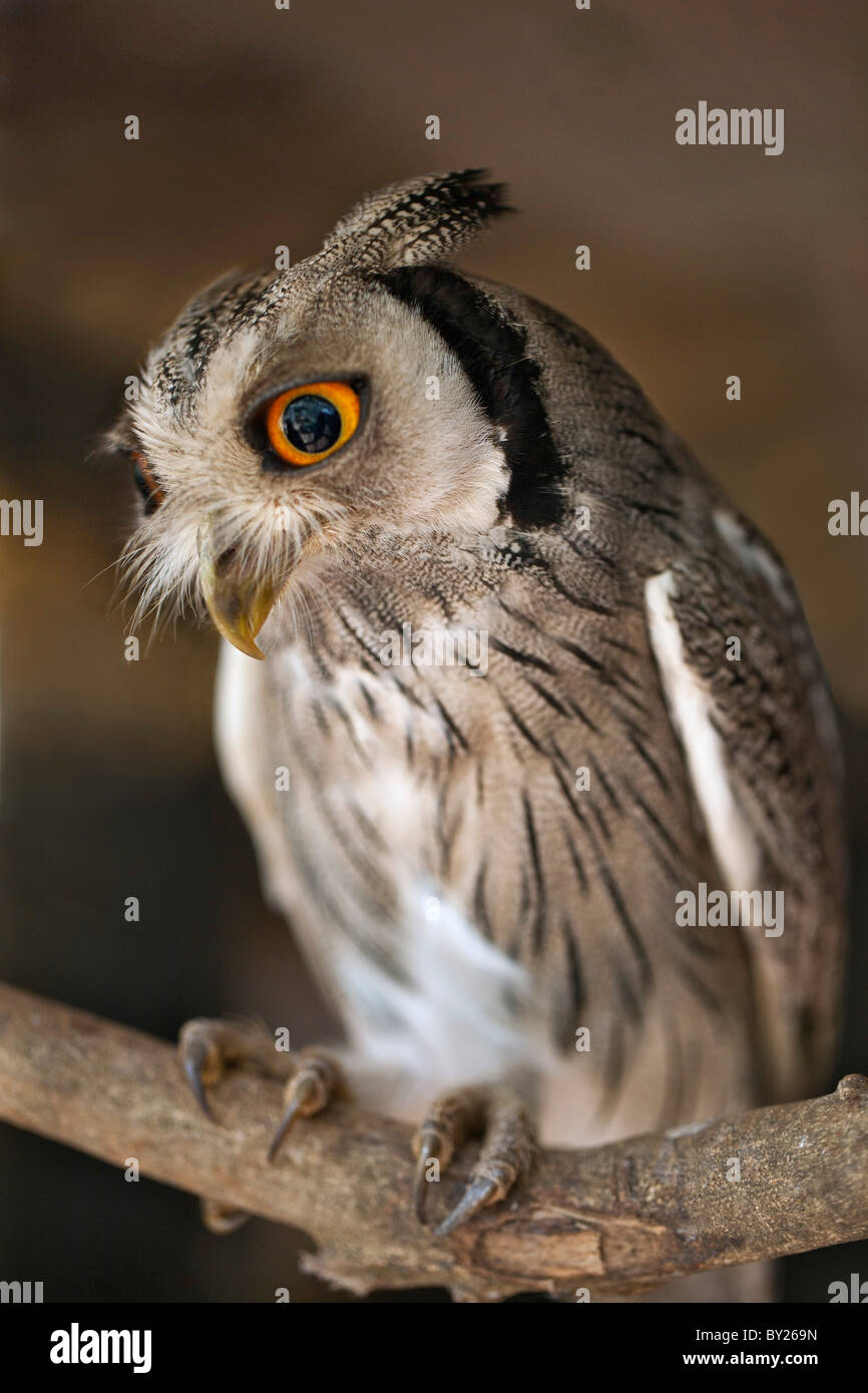 Una di fronte bianco-Scops-Owl, una specie di piccolo gufo con ciuffi auricolari che vengono sollevati quando l'uccello è disturbato. Foto Stock