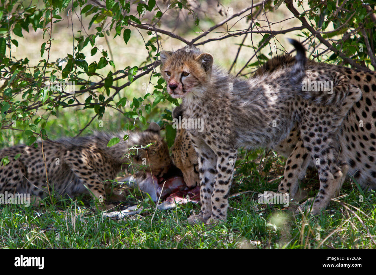 Un ghepardo famiglia su un kill. Foto Stock