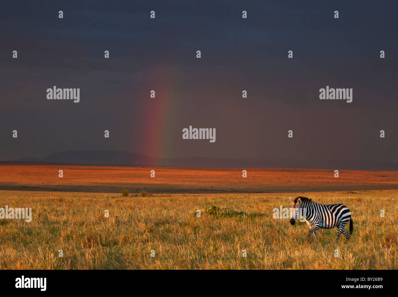 Sole del tardo pomeriggio si rompe in pioggia nuvole nella Riserva Nazionale di Masai Mara a dipingere il paesaggio una tonalità di brillanti Foto Stock