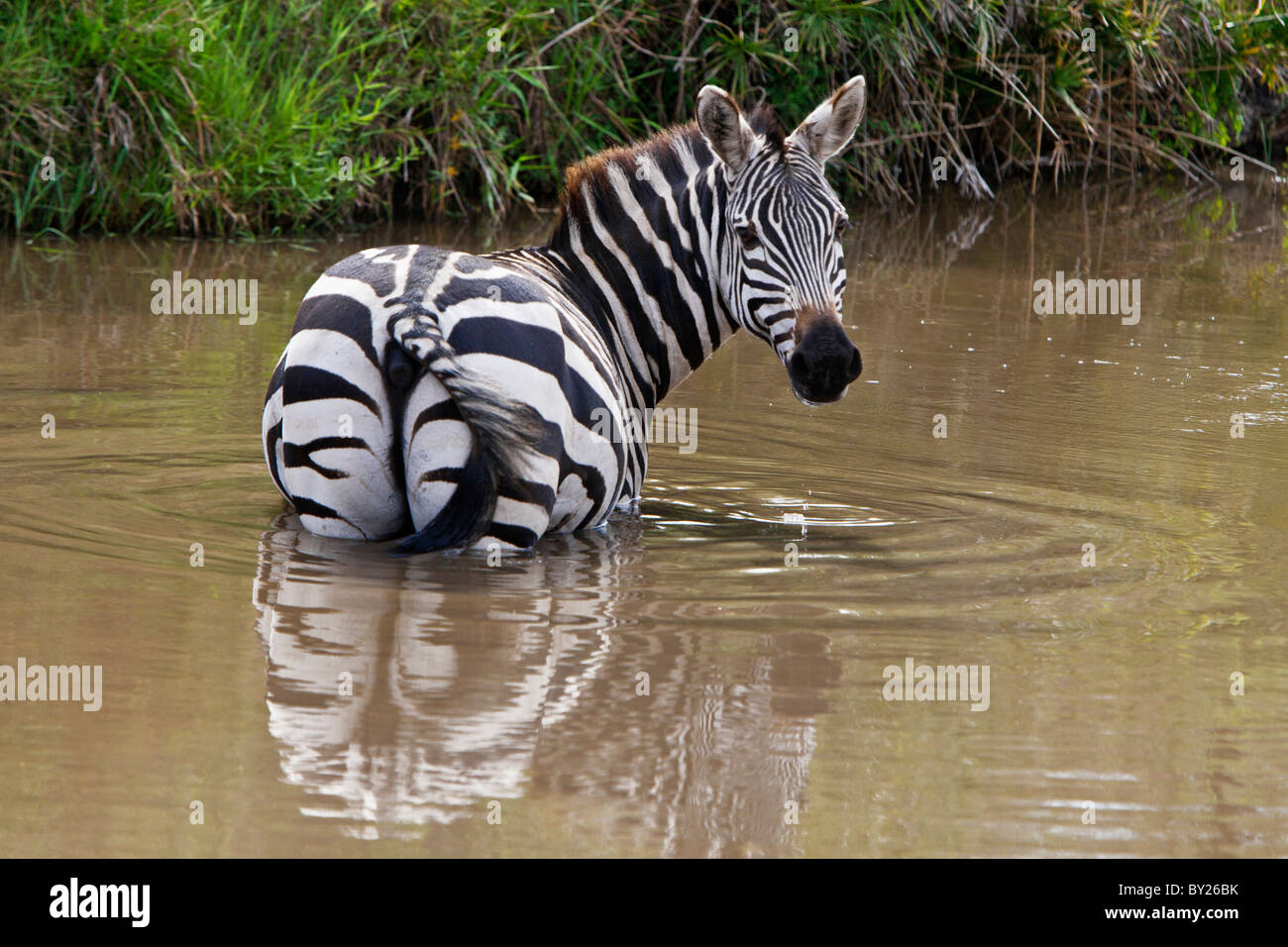 Un comune zebra wades in un flusso fangoso a bere in Masai-Mara riserva nazionale. Foto Stock