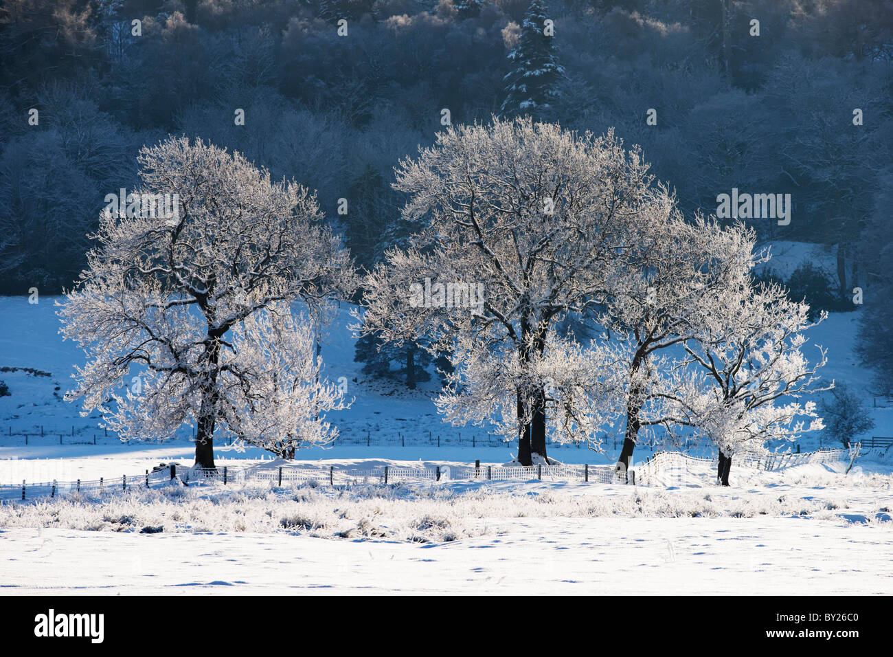 Retro-illuminato alberi coperti di neve e gelo trasformata per forte gradiente. Foto Stock