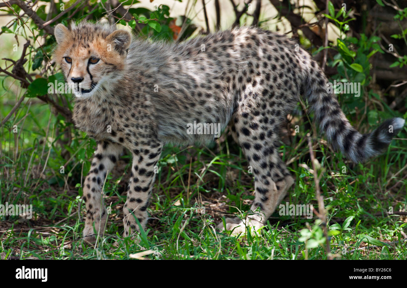 Un giovane ghepardo cub Masai-Mara nella riserva nazionale. Foto Stock