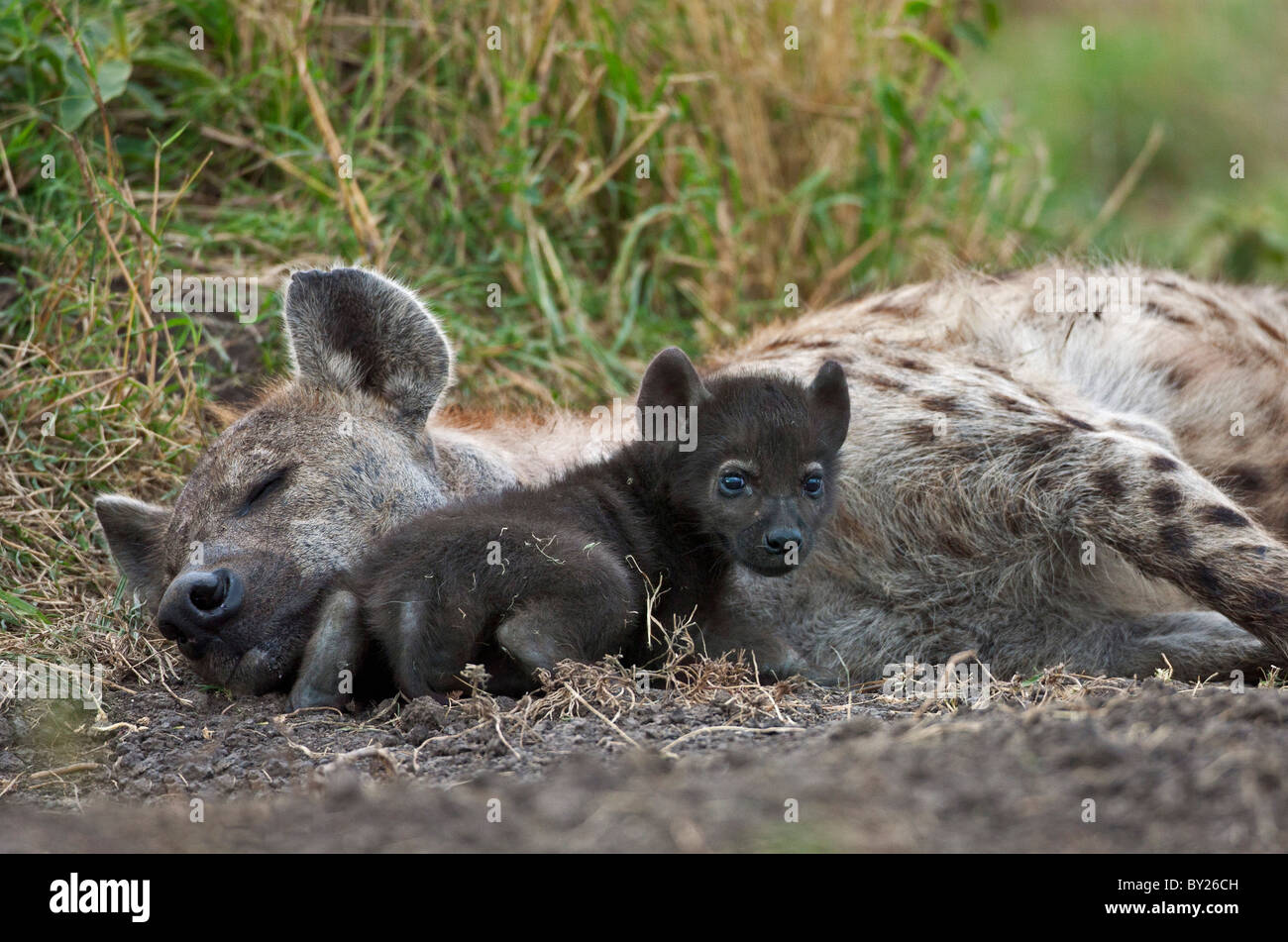 Un macchiato Iena e cub Masai-Mara nella riserva nazionale. Foto Stock