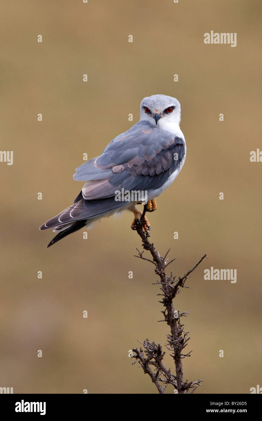 Un pigmeo Falcon Masai-Mara nella riserva nazionale. Foto Stock