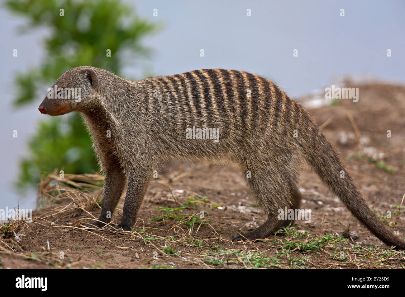 Un nastrare mongoose si affaccia su una banca del fiume di Mara. Foto Stock