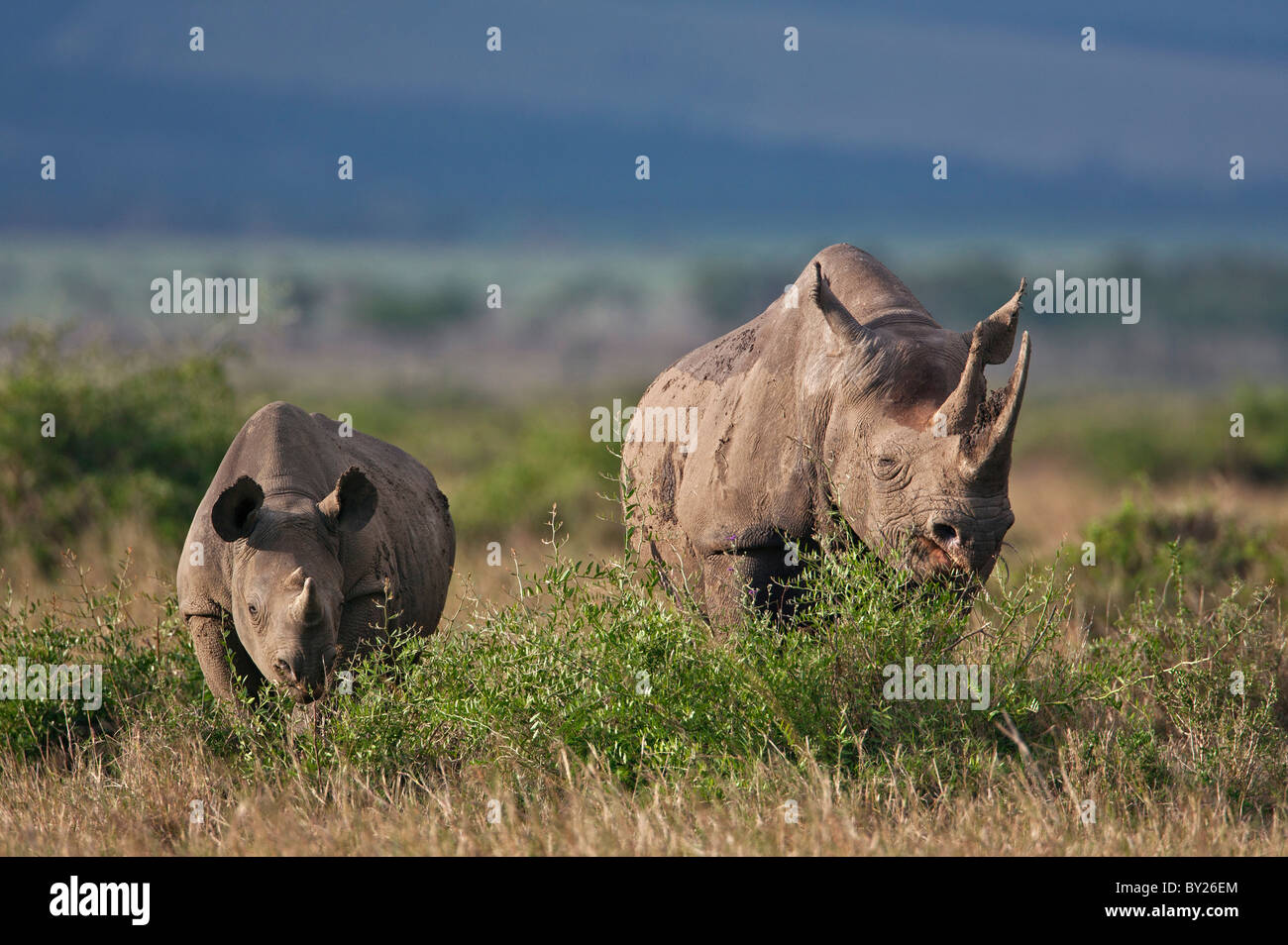 Un rinoceronte nero e la sua prole navigando in Masai-Mara riserva nazionale. Un giovane rhino rimarrà con la sua madre per almeno Foto Stock