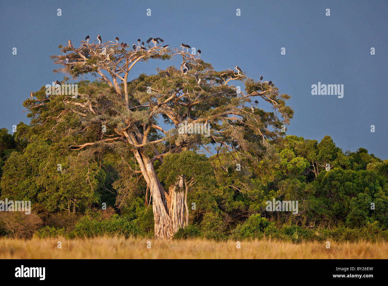 Come il crepuscolo approcci, Marabou cicogne posatoio in grandi wild fig tree vicino al fiume di Mara. Foto Stock