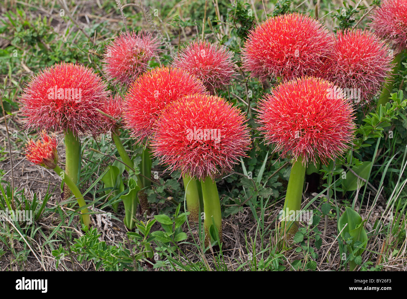 Un magnifico display del bolide gigli, Scadoxus multiflorus, sulle pianure di Masai-Mara. Questo giglio fiorisce con il primo Foto Stock