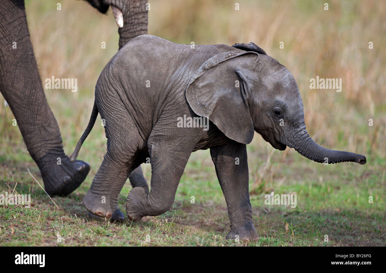 Un piccolo elefante di vitello con sua madre vicino in Masai Mara riserva nazionale Foto Stock