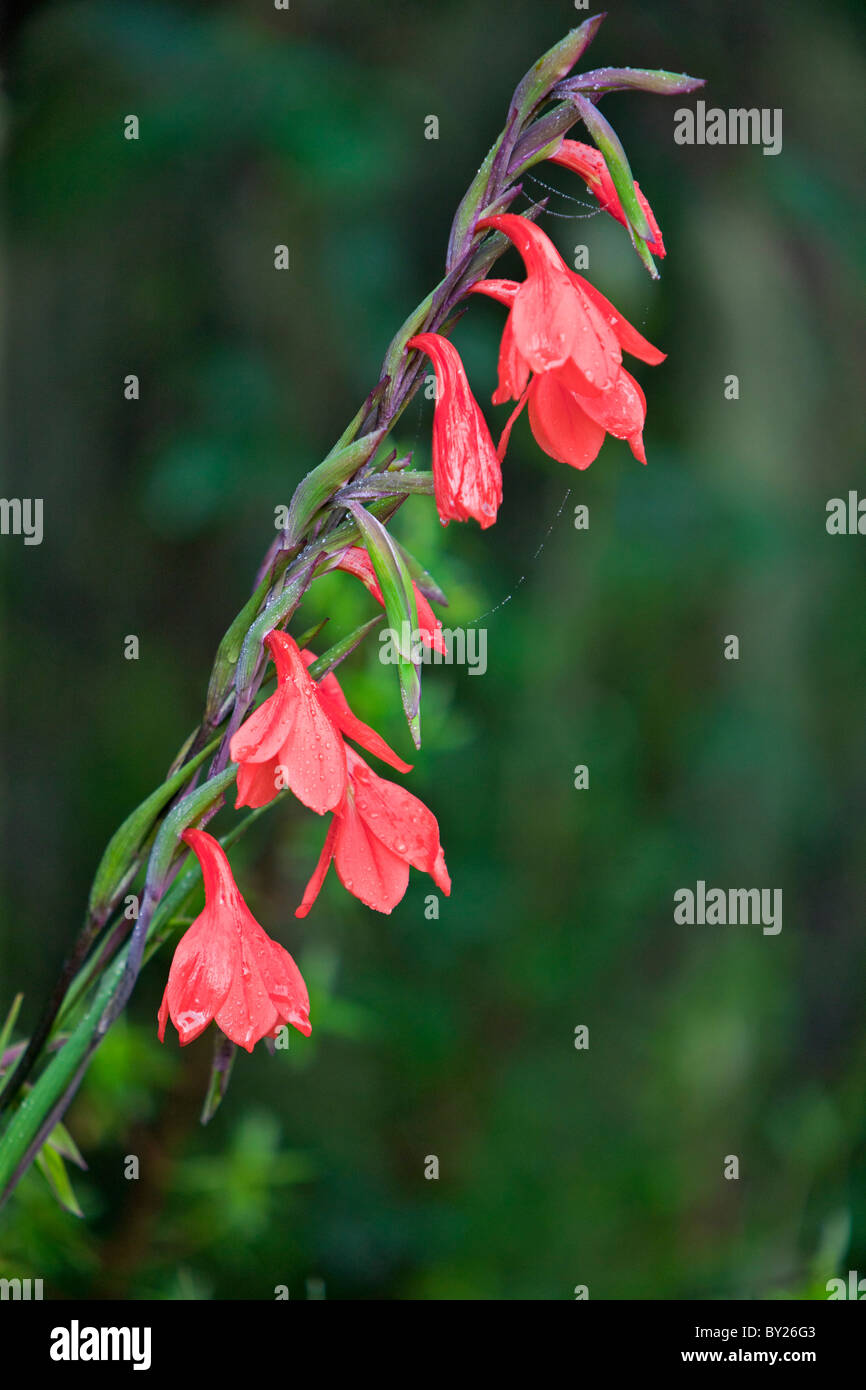 Un selvaggio gladiolus, Gladiolus watsonioides, che cresce ad altitudini superiori a 10.000 piedi in Aberdare e del Monte Kenya regioni Foto Stock