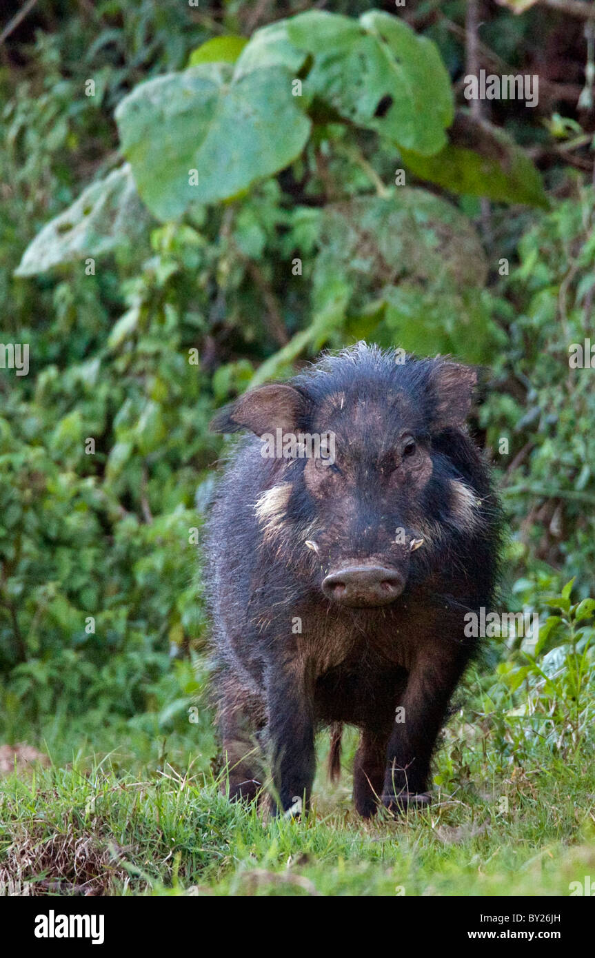 Un raramente visto porco gigante in tratti salienti del Parco nazionale di Aberdare. Foto Stock