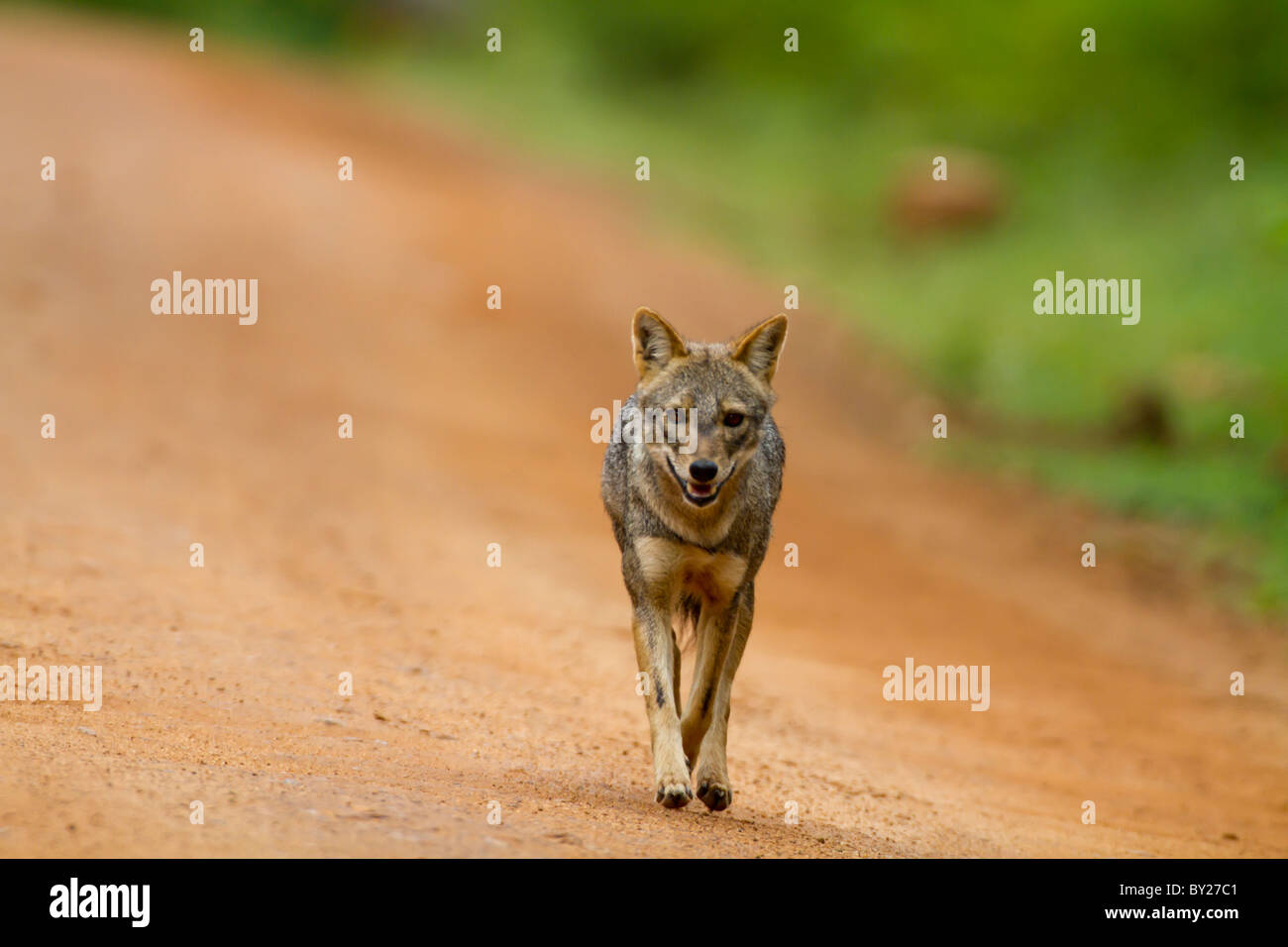 Golden jackal (Canis aureus naria) a Yala NP, Sri Lanka. Foto Stock