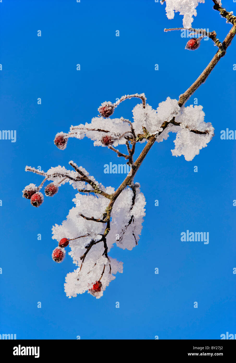 Bacche di biancospino e set di neve contro un cielo blu. Foto Stock