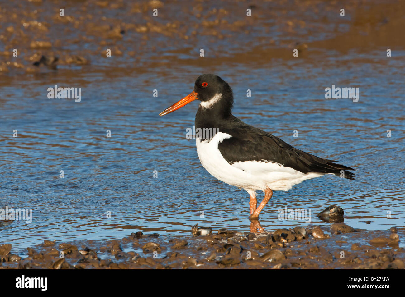 Oystercatcher alimentazione in un porto. L'uccello è camminare sulle rive fangose linea contro un dolce sottofondo di acqua blu Foto Stock