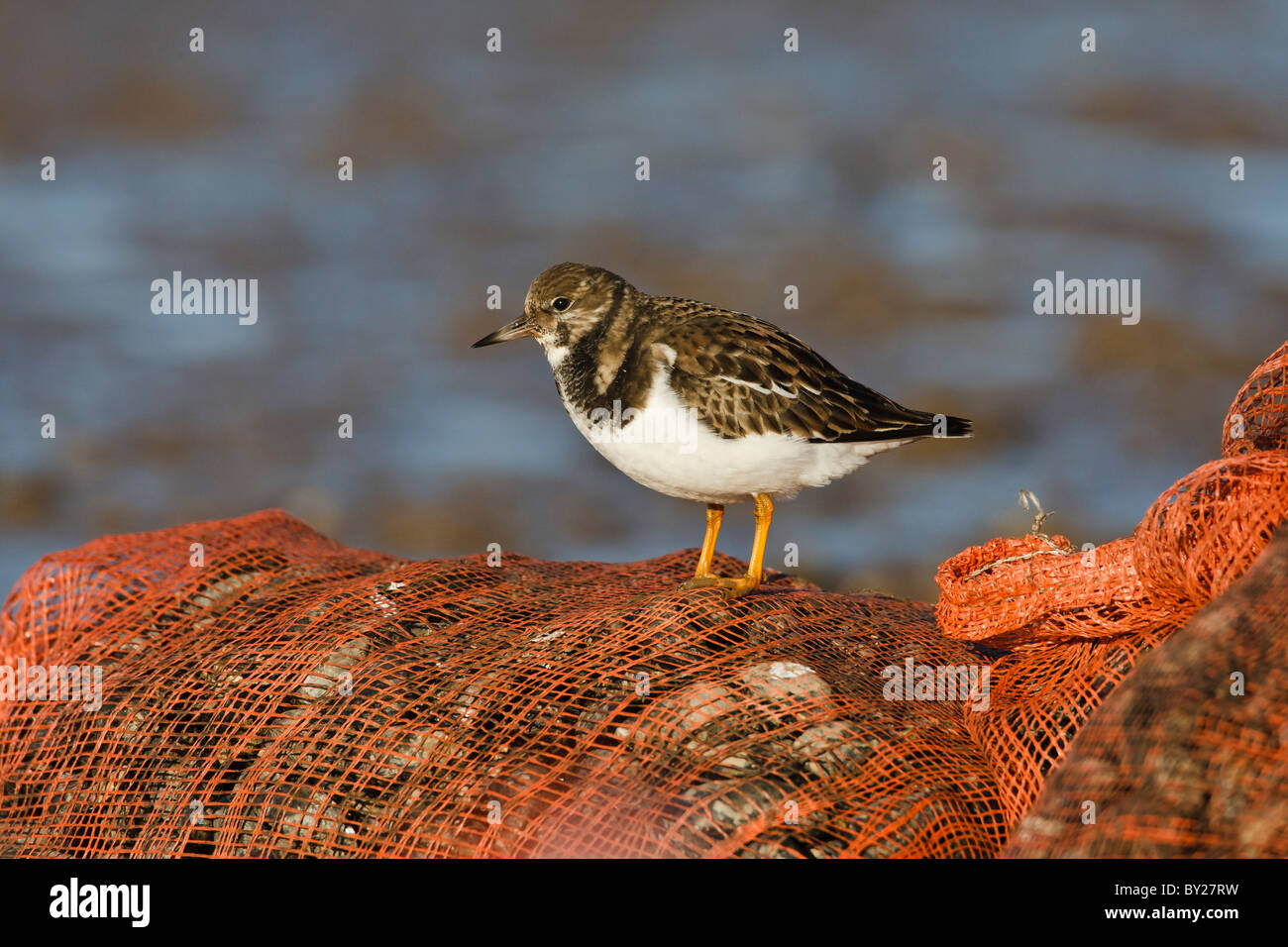 Turnstone alla ricerca di cibo su un arancio brillante sacchetto di cozze Foto Stock