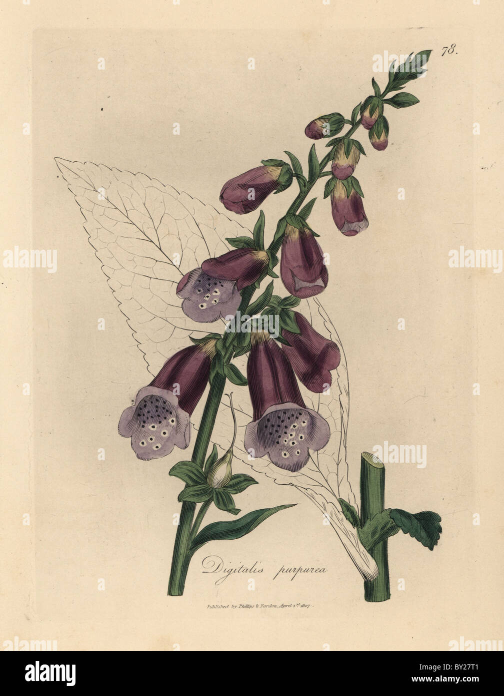 Foxglove viola, Digitalis purpurea. Foto Stock