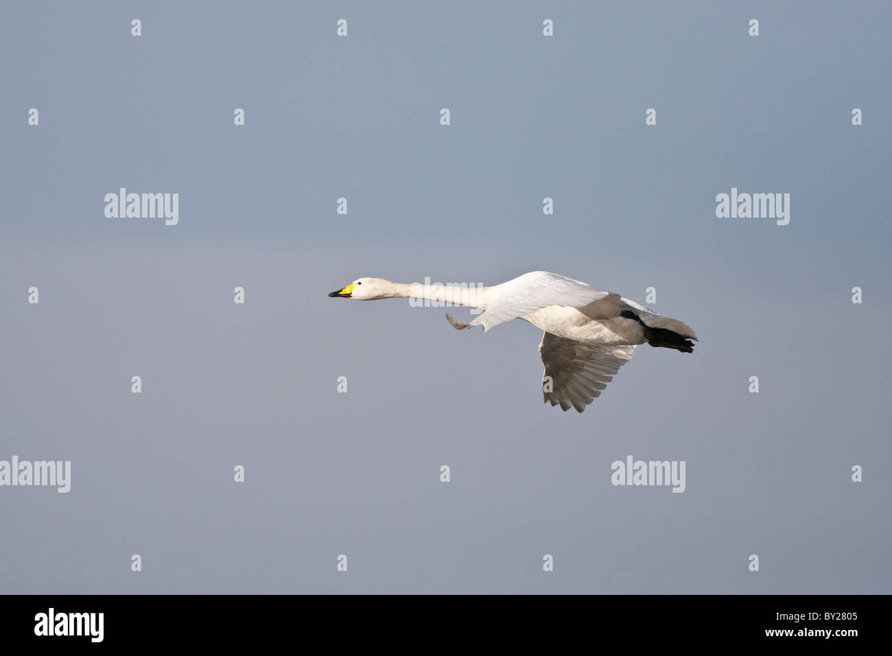 Whooper gironzolano in volo contro un cielo blu chiaro Foto Stock