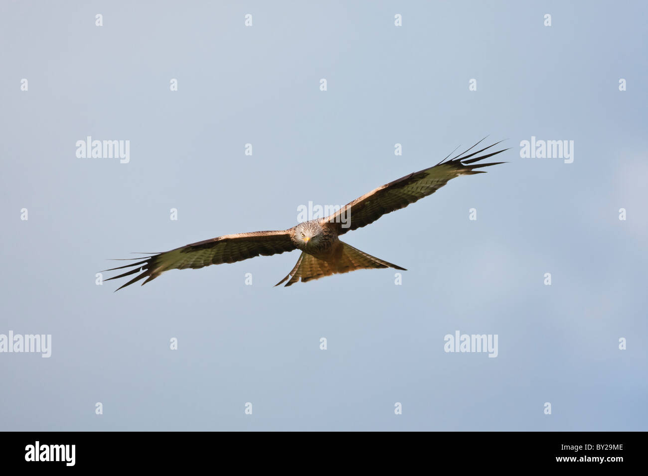 Nibbio reale in volo contro un nuvoloso cielo blu Foto Stock