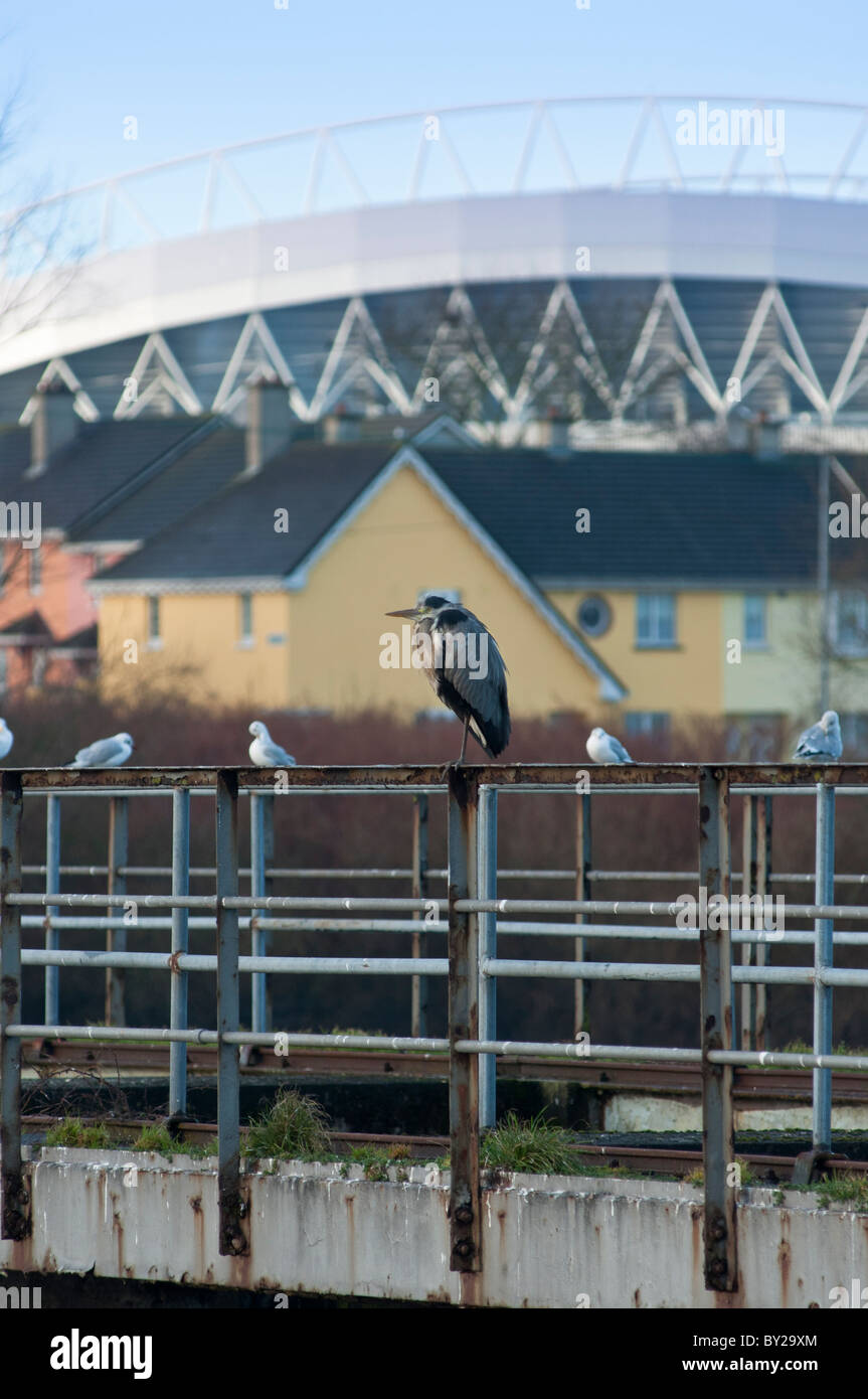 Urban bird life - un airone cenerino si siede con i gabbiani sul ponte attraverso il fiume Shannon e Limerick con alloggiamento e Stadium. L'Irlanda Foto Stock