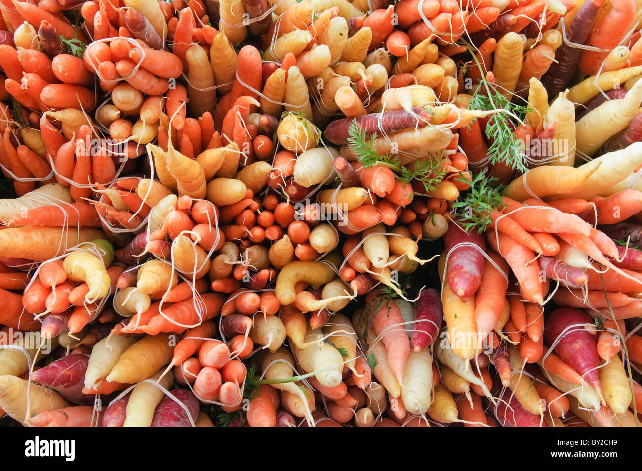 Close-up di mazzetti di carote colorate per la vendita su una fase di stallo in un mercato degli agricoltori, Boulder, Colorado. Foto Stock