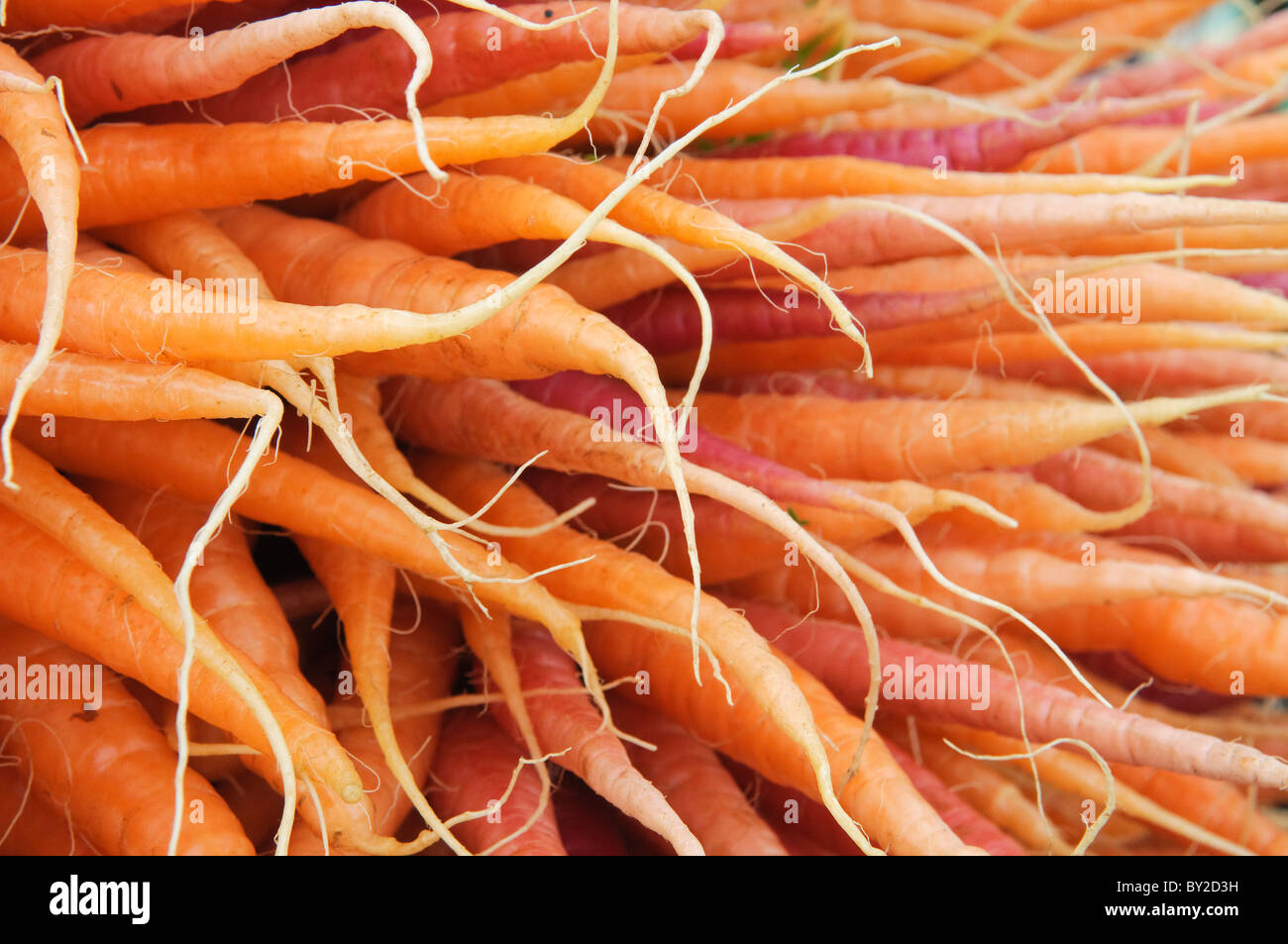 Close-up di mazzetti di carote colorate per la vendita su una fase di stallo in un mercato degli agricoltori, Boulder, Colorado. Foto Stock
