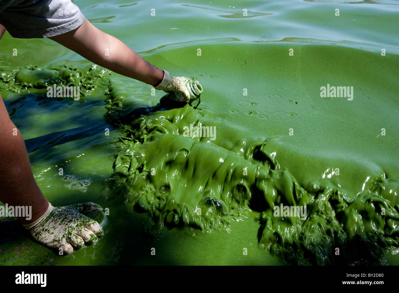 Una qualità di acqua i campioni di ricercatore tossico alghe blu-verdi nel Copco serbatoio nel nord della California. Foto Stock