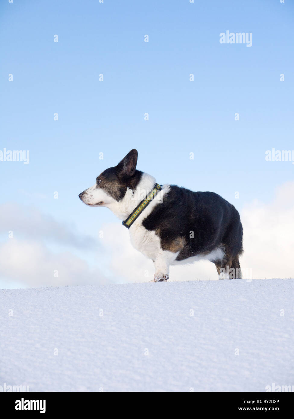 Una femmina di cardigan corgi (DOG) nella neve in Scozia. Foto Stock
