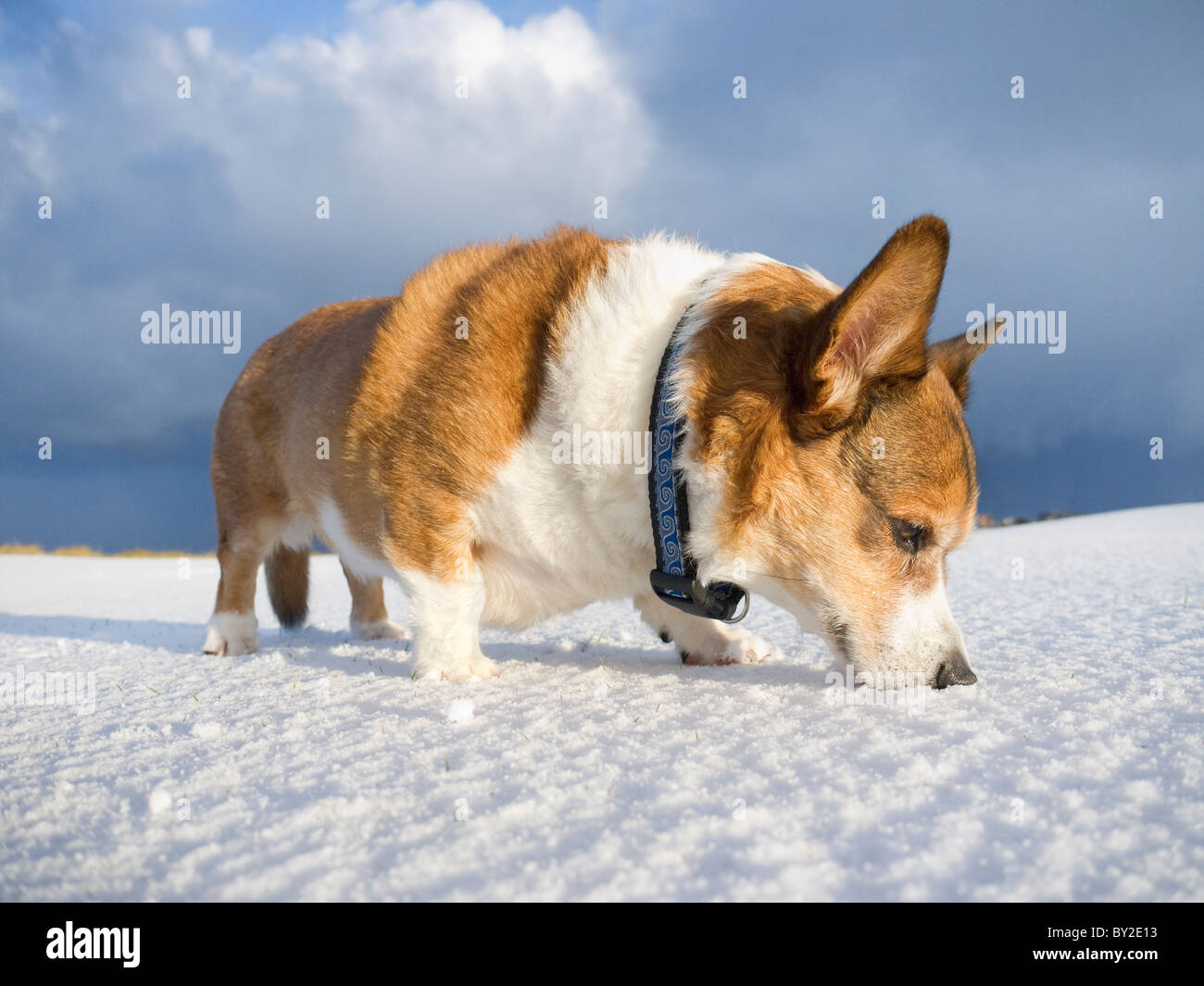 Un maschio cardigan corgi (DOG) nella neve in Scozia. Foto Stock