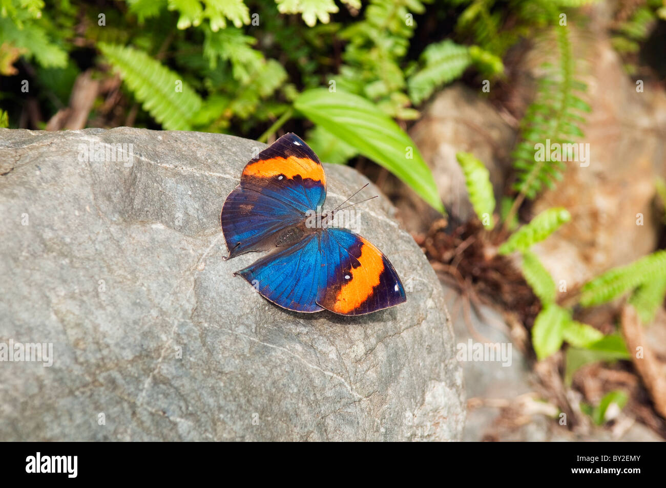 Unidentified farfalla colorata a analizzato Hot Springs Butterfly Farm a Sabah, Borneo Foto Stock