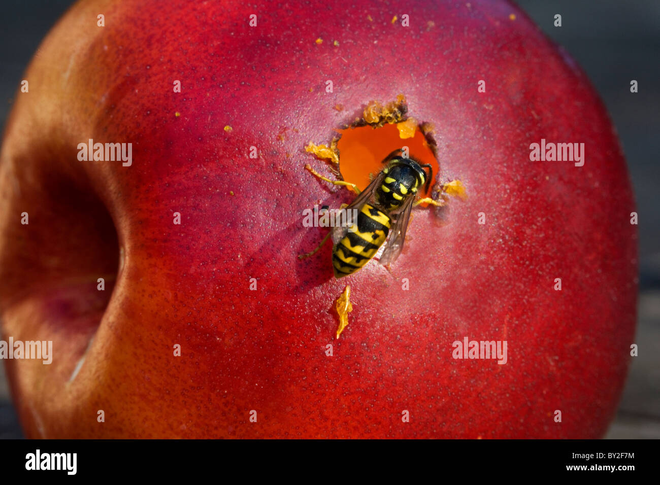 Wasp mangiare mela rossa, Belgio Foto Stock