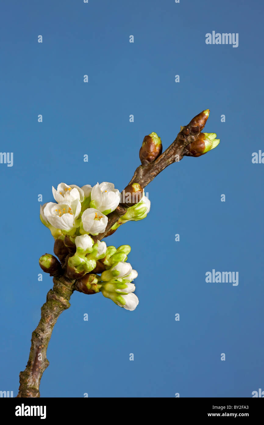 Fase di Fioritura di ciliegio selvatico / dolce ciliegio (Prunus avium), Belgio Foto Stock