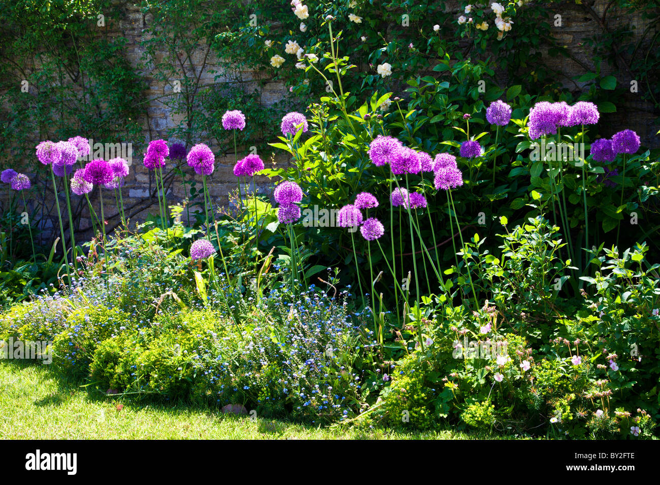 Viola alliums al confine di una cinta muraria del paese inglese giardino estivo Foto Stock